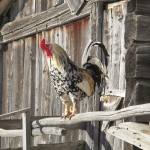 IMG_3682